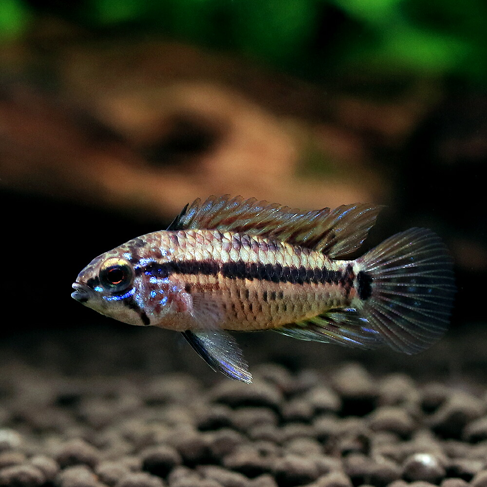 (熱帯魚)アピストグラマsp.ミドルクルア(ブリード)(1匹) 北海道航空便要保温|charm 店