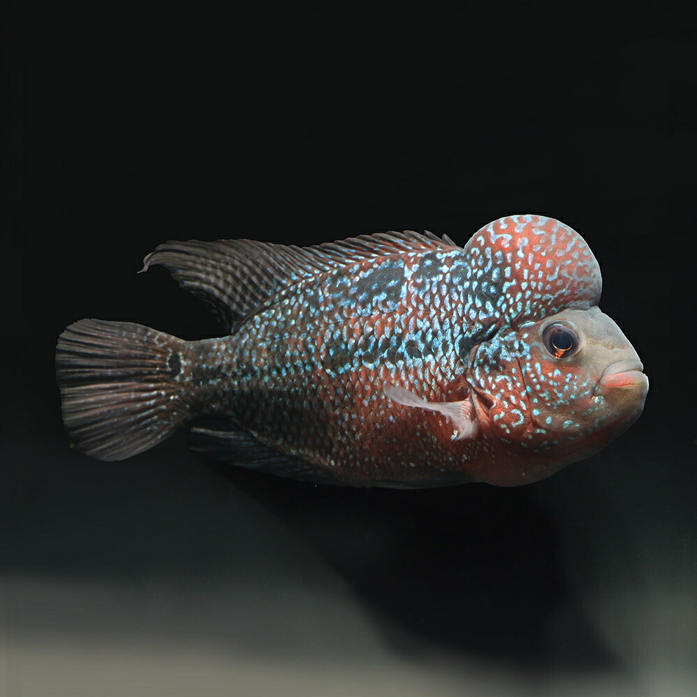 （熱帯魚）一点物　フラワーホーン　キングカムファ　約１８ｃｍ（１匹）　北海道・九州航空便要保温