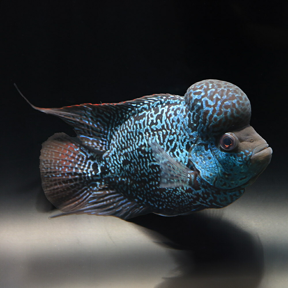 （熱帯魚）一点物　フラワーホーン　キングカムファ　約１８ｃｍ（１匹）　北海道・九州航空便要保温