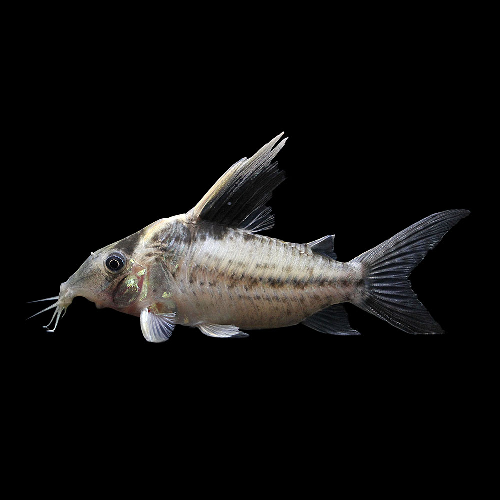 （熱帯魚）一点物　コリドラス　ロブスタス（ワイルド）約９ｃｍ（１匹）　北海道・九州航空便要保温