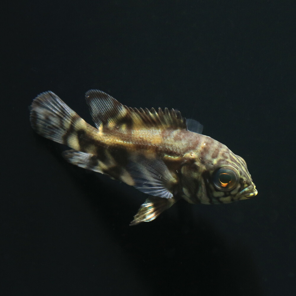 （熱帯魚）一点物　オスカー　サンフランシスコ（１匹）　北海道・九州航空便要保温