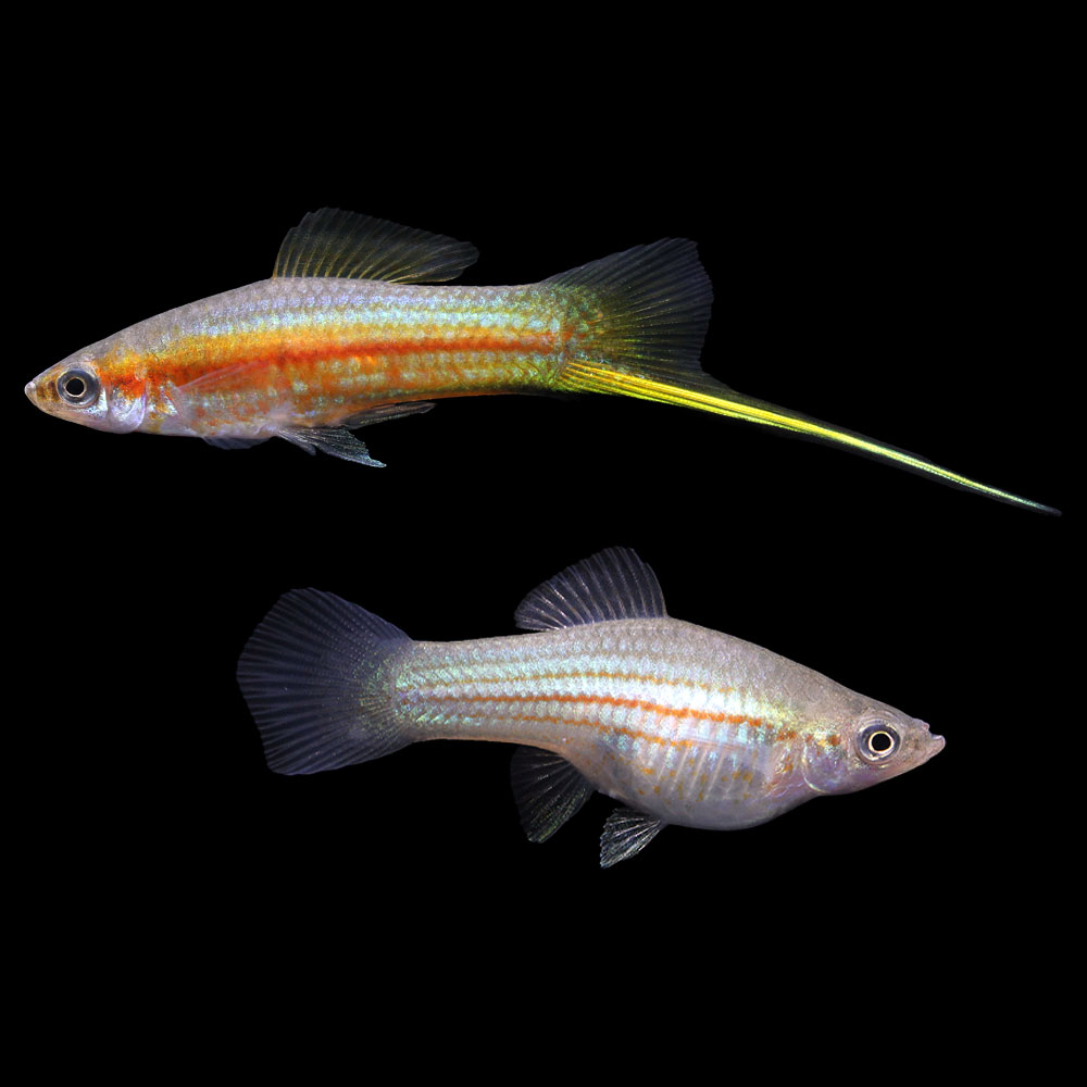（熱帯魚）一点物　キシフォフォルス　ヘレリー　ＹＵＣＡＴＡＮ（ブリード）（１ペア）　北海道航空便要保温｜charm 店