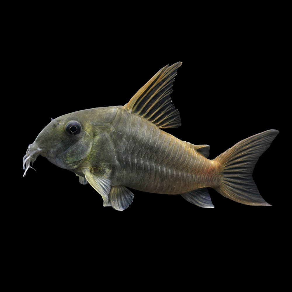 （熱帯魚）一点物　コリドラス　コンコロール　オス（ワイルド）約８ｃｍ（１匹）　北海道・九州航空便要保温