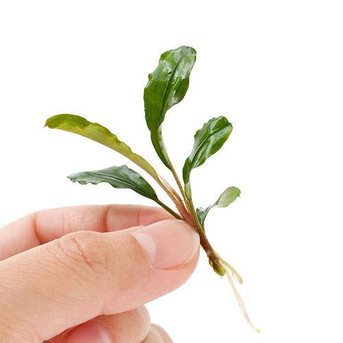 楽天市場 水草 ブセファランドラｓｐ シンタン 無農薬 水中葉 １株 Charm 楽天市場店