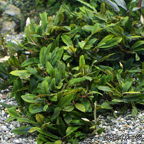 楽天市場 水草 ブセファランドラsp クアラクアヤン1 無農薬 水中葉 1株 北海道航空便要保温 Charm 楽天市場店 楽天市場 水草 ブセファランドラsp クアラクアヤン1 無農薬 水中葉 1株 北海道航空便要保温 Charm 楽天市場店