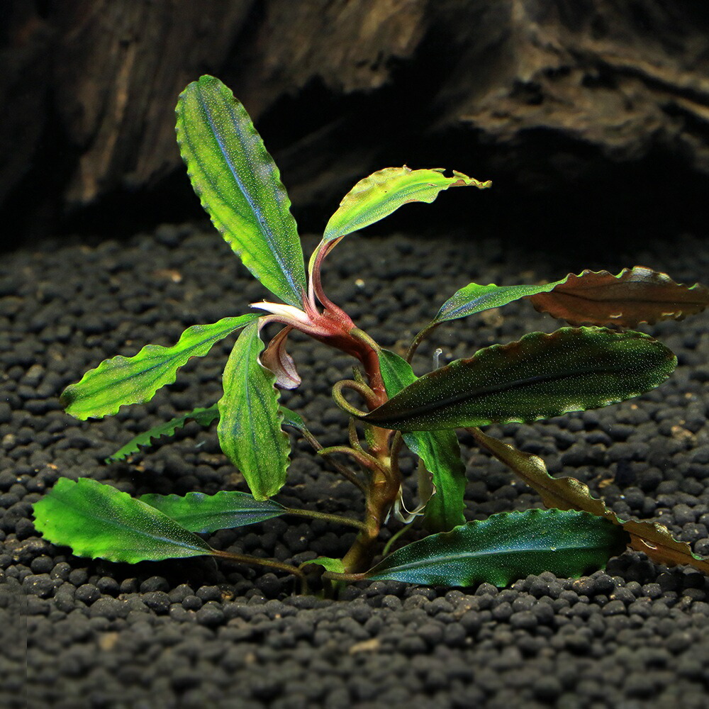 楽天市場】（水草）ブセファランドラsp．クダガン（無農薬）（水中葉