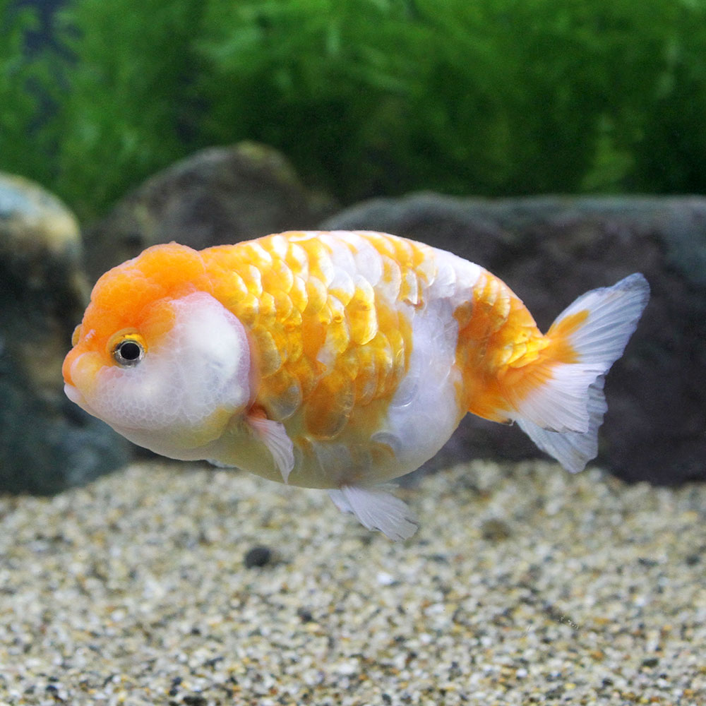 楽天市場】（金魚）一点物 パンダ江戸錦（中国産）約１４ｃｍ（１ペア） : charm 楽天市場店