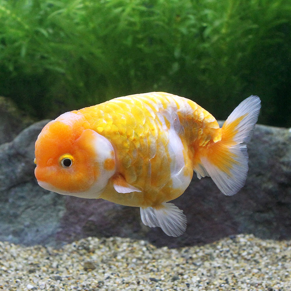 楽天市場】（金魚）一点物 パンダ江戸錦（中国産）約１４ｃｍ（１ペア） : charm 楽天市場店