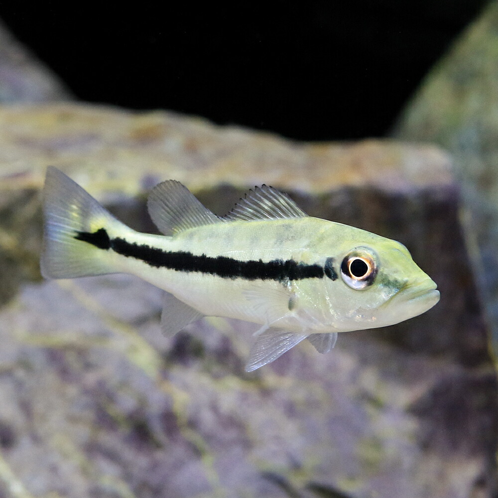 楽天市場】（熱帯魚）キクラ・オリノセンシス（オリノコエンシス