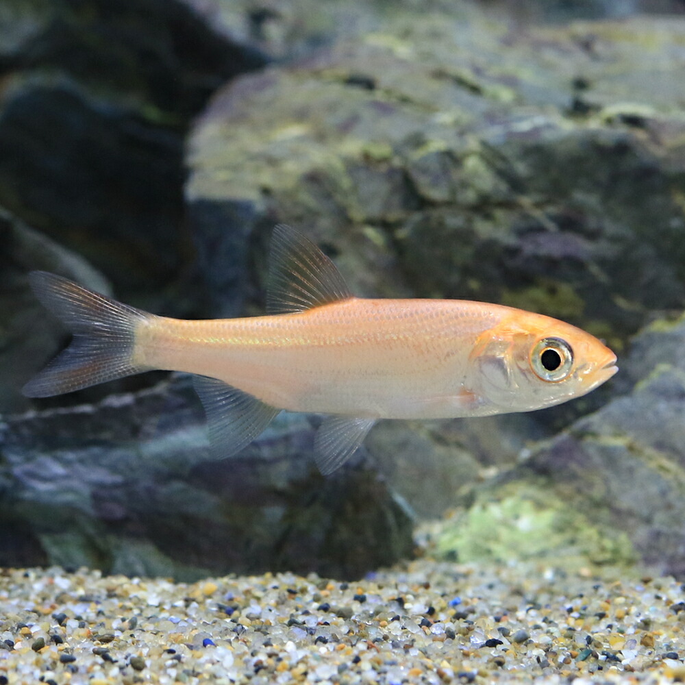 楽天市場】（熱帯魚）中国コヒガイ ＶＩＴＴＡＴＵＳ（１匹） 北海道航空便要保温 : charm 楽天市場店