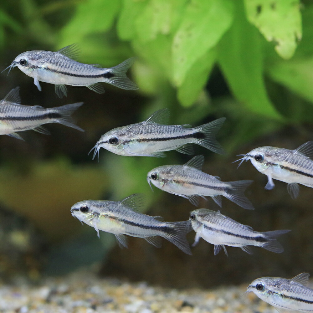 楽天市場】（熱帯魚）コリドラス・ピグミー（ブリード）（8匹