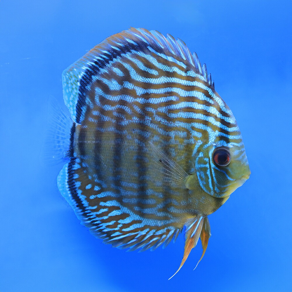 （熱帯魚）一点物　ブルー・ディスカス　トロンベタス産　赤目　Lサイズ（ワイルド）（１匹）　北海道・九州航空便要保温
