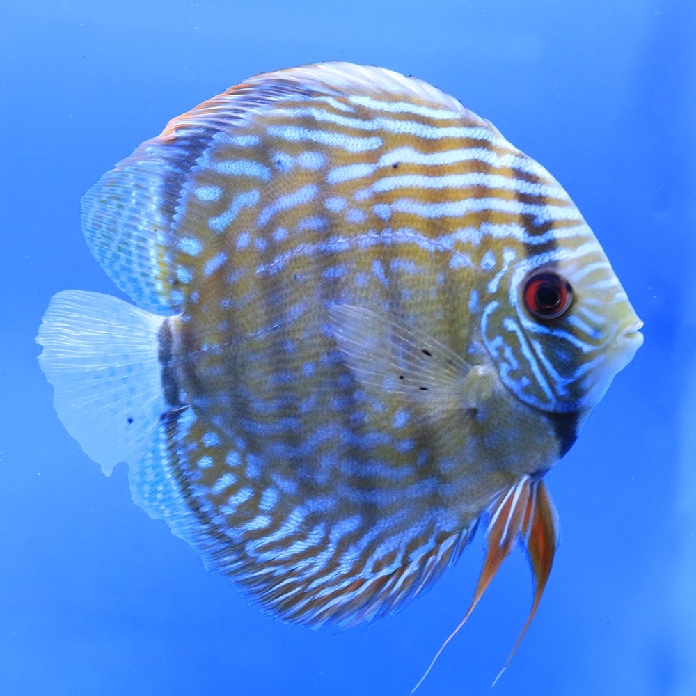 （熱帯魚）一点物　ブルー・ディスカス　トロンベタス産　赤目　Lサイズ（ワイルド）（１匹）　北海道・九州航空便要保温