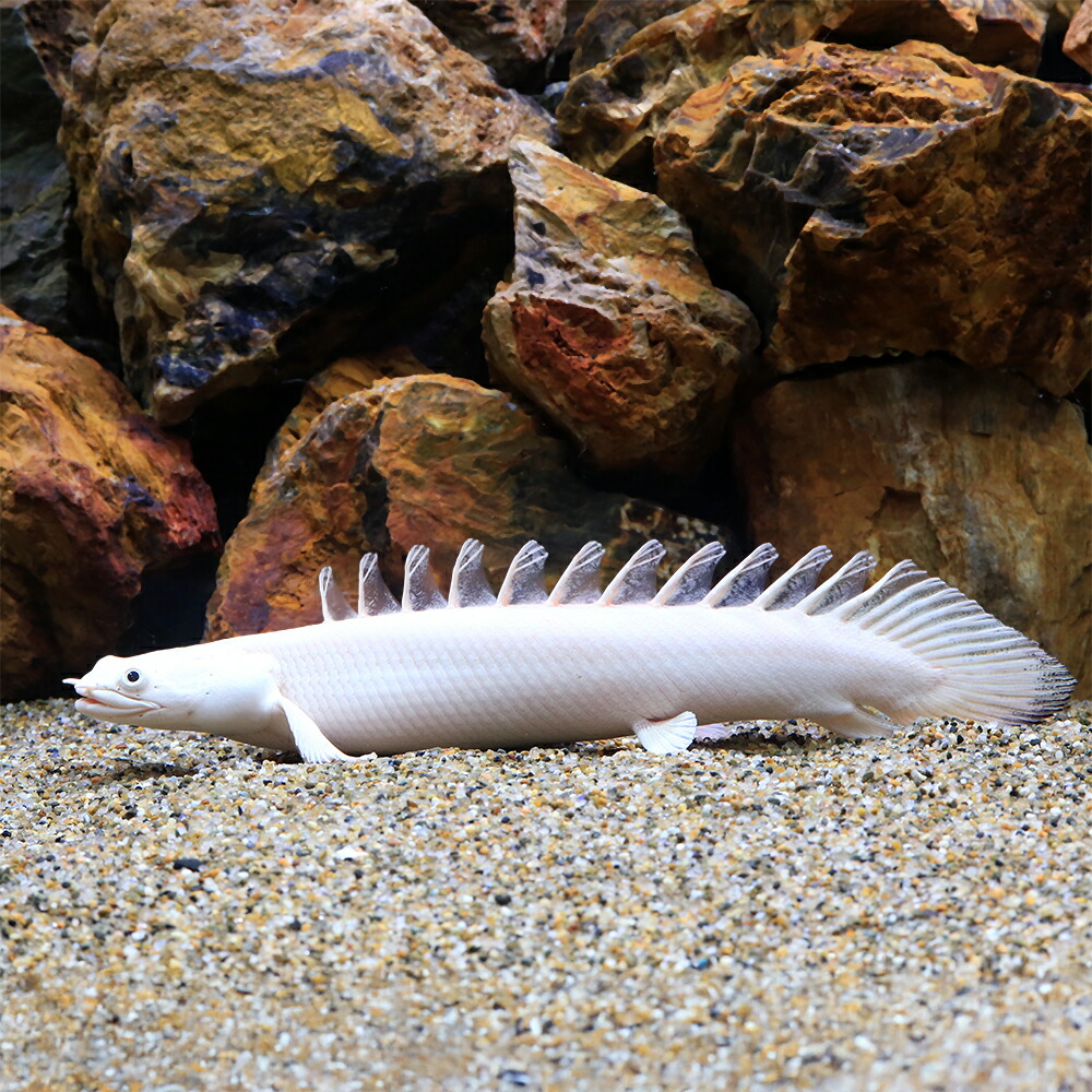 （熱帯魚）一点物　ポリプテルス　アンソルギー×ラプエン　プラチナ　（１匹）　北海道・九州航空便要保温