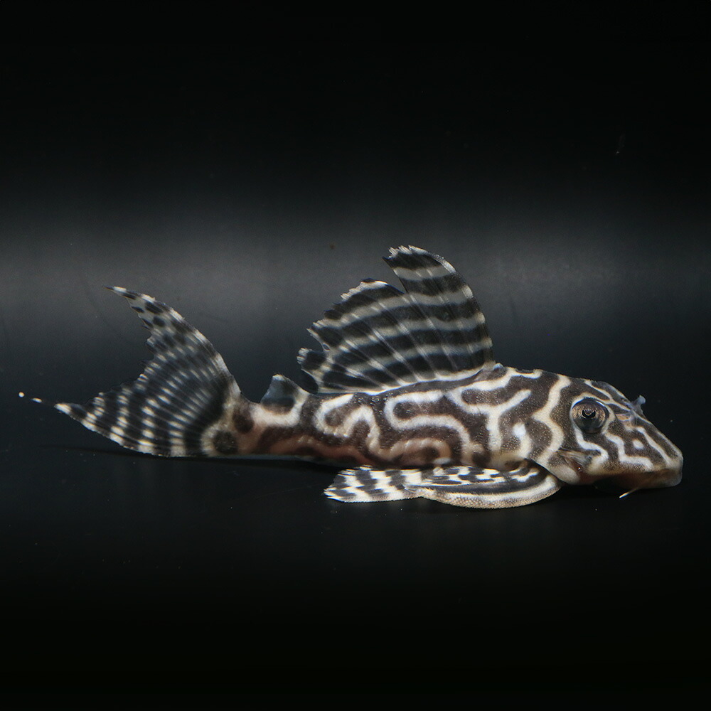 （熱帯魚）一点物　ニューメガクラウン・ペコルティア　Ｌ&minus;２３６　約８～９ｃｍ（ブリード）（１匹）　北海道航空便要保温｜charm 店