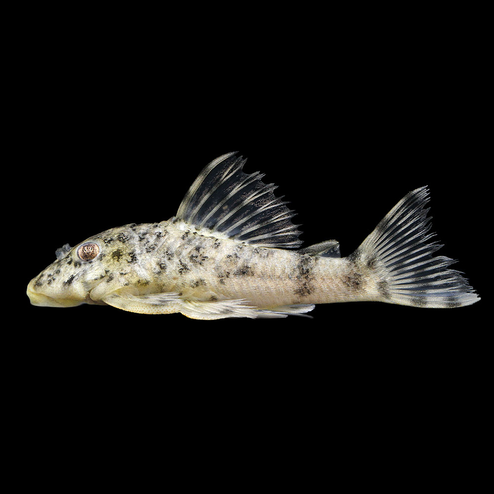(熱帯魚)一点物 イエローアリゲーター・ペコルティア(ワイルド)(1匹) 北海道航空便要保温|charm 店