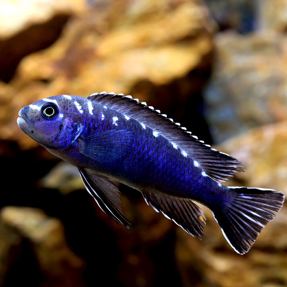 （熱帯魚）シュードトロフェウスｓｐ．ジュエルスポット（１匹）　北海道航空便要保温｜charm 店