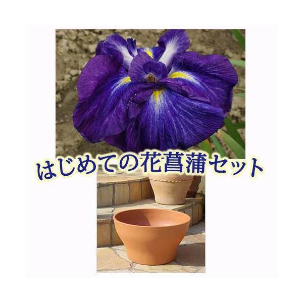 楽天市場 ビオトープ チャーム１４号 プロが考えた睡蓮鉢で育てる グレー 花菖蒲のセット 本州四国限定 Charm 楽天市場店