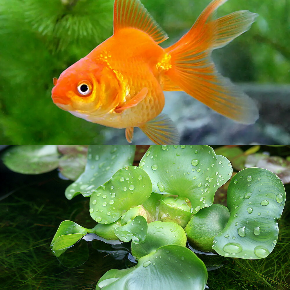 楽天市場】（金魚）（水草）おしゃれなガラス製金魚鉢 太鼓鉢 大 金魚