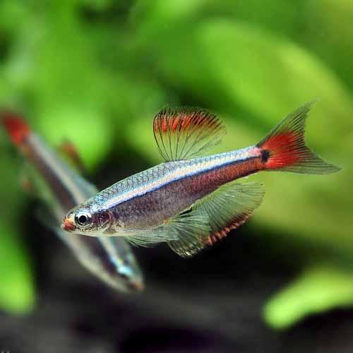 楽天市場 熱帯魚 カージナル アカヒレ ロングフィン 5匹 北海道 九州航空便要保温 Charm 楽天市場店 楽天市場 熱帯魚 カージナル アカヒレ ロングフィン 5匹 北海道 九州航空便要保温 Charm 楽天市場店