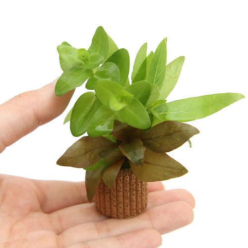 楽天市場】（水草）ライフマルチ（茶）おまかせ赤系水草 1種（水上葉
