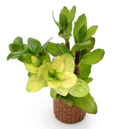 楽天市場】（ビオトープ）睡蓮 エゾベニヒツジグサ（1ポット）浮葉