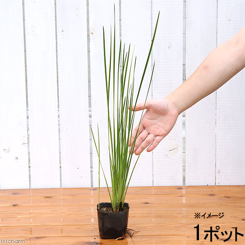 楽天市場 ビオトープ 水辺植物 斑入りネビキグサ アンペライ １ポット 湿生植物 休眠株 Charm 楽天市場店