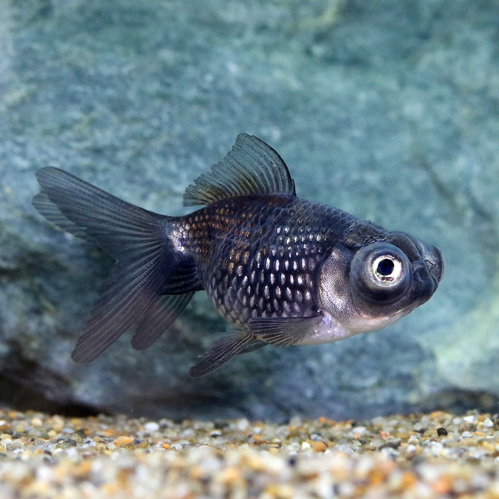 春新作の 国産金魚 水草 琉金 １匹 ホテイ草 １株 セット 北海道 九州航空便要保温 Riosmauricio Com