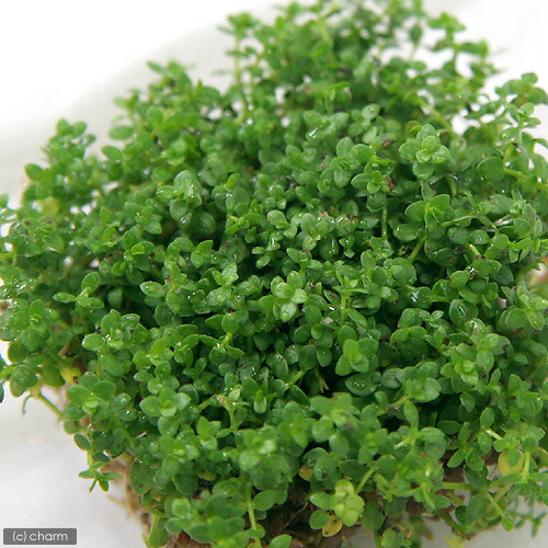 楽天市場 水草 ニューパールグラス 水上葉 無農薬 １パック分 Charm 楽天市場店