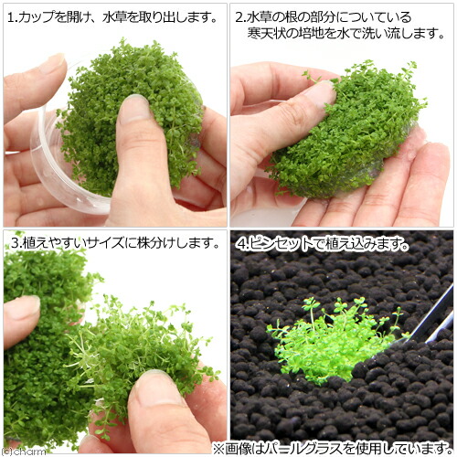 楽天市場 水草 組織培養１ ２ ｇｒｏｗ グロッソスティグマ トロピカ製 無農薬 １カップ Charm 楽天市場店