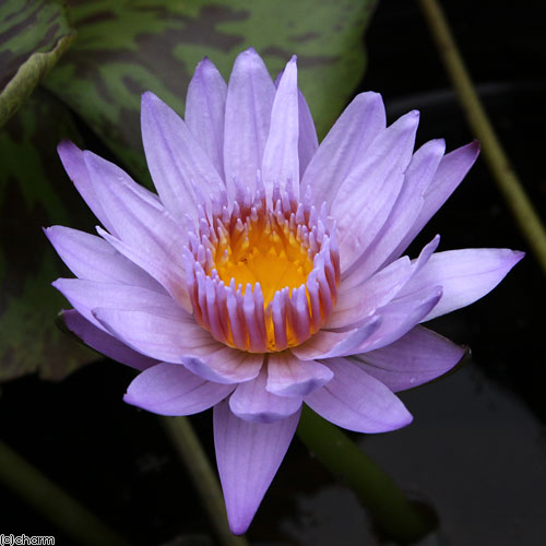 楽天市場】（ビオトープ）睡蓮 熱帯性睡蓮（スイレン）（水色