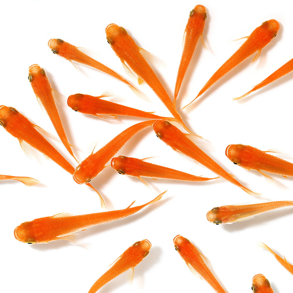 楽天市場】（めだか）楊貴妃メダカ（12匹） : charm 楽天市場店