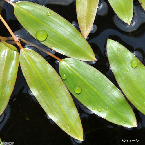山形県産　オオミクリ　希少種　日本　水草 ミクリ(溜池・湿地) (@sizentoasobu) / X