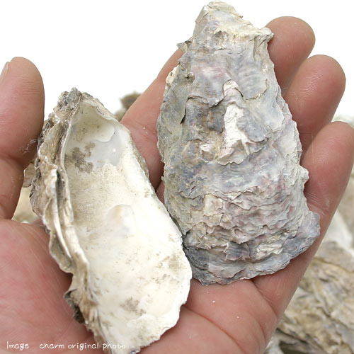 高級感 楽天市場 カキガラ １０ｋｇ ろ過 ｐｈ調整 沖縄別途送料 関東当日便 Charm 楽天市場店 早割クーポン Www Lexusoman Com