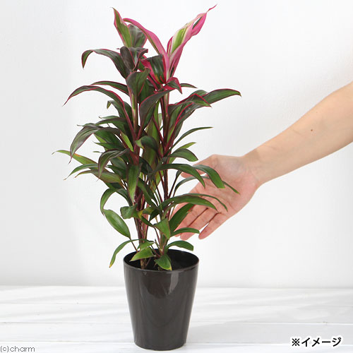 楽天市場 観葉植物 コルディリネ レッドエッジ ３ ５ ４号 １鉢 Charm 楽天市場店