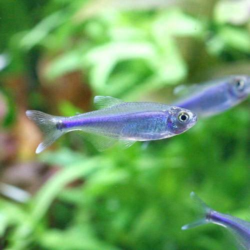 楽天市場】（熱帯魚）オレンジグリッター・ダニオ（4匹） 北海道