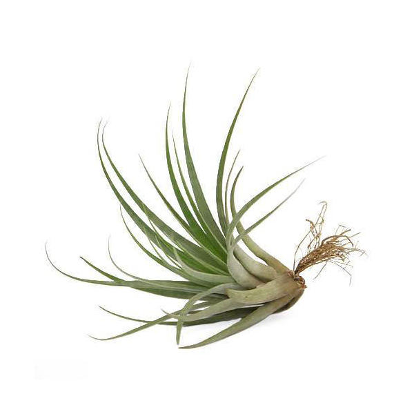 楽天市場】（観葉植物）エアープランツ チランジア ファシクラータ L