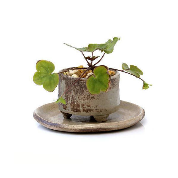 ミニ鉢、盆栽鉢、盆栽小鉢、鉢、植木鉢、山野草鉢、盆栽 No.25 ミニ盆栽鉢 山野草鉢 多肉植物鉢12個➕二個計14個 - メルカリ