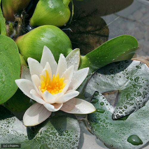 花 観葉植物観葉植物店 ビオトープ めだか 益子焼彩古信楽焼締隠れ家付セット 姫スイレン白ヒメダカ 説明書付 本州四国限定 Charm