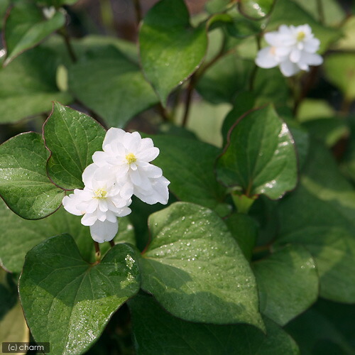 楽天市場 ビオトープ 水辺植物 八重咲きドクダミ １ポット 湿性植物 Charm 楽天市場店