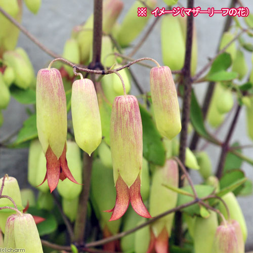 楽天市場 観葉植物 マザーリーフ ５枚 Charm 楽天市場店