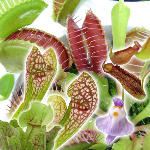 楽天市場 食虫植物 おまかせ食虫植物 ２ ５ ３号 １ポット Charm 楽天市場店