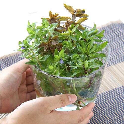 楽天市場 水草 朝摘み水上葉４種 無農薬 計２０本 とバブルジェリーセット 本州四国限定 Charm 楽天市場店