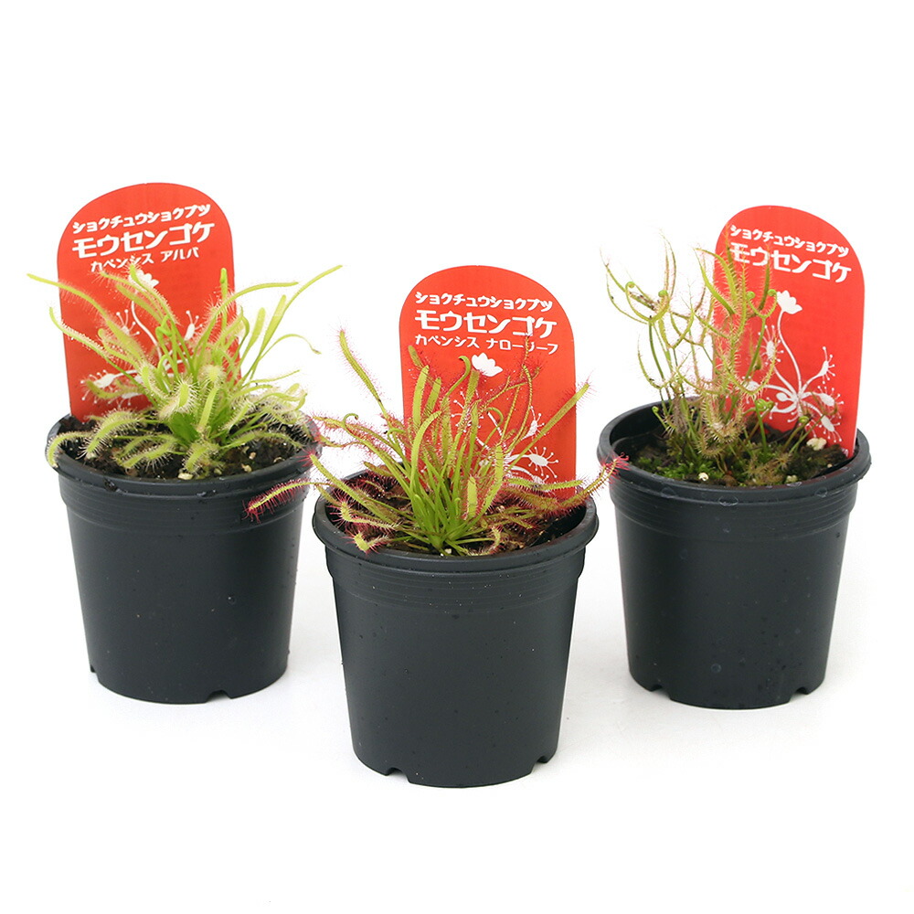 楽天市場 培養土 食虫植物向け １ ５ｌ １袋 関東当日便 Charm 楽天市場店