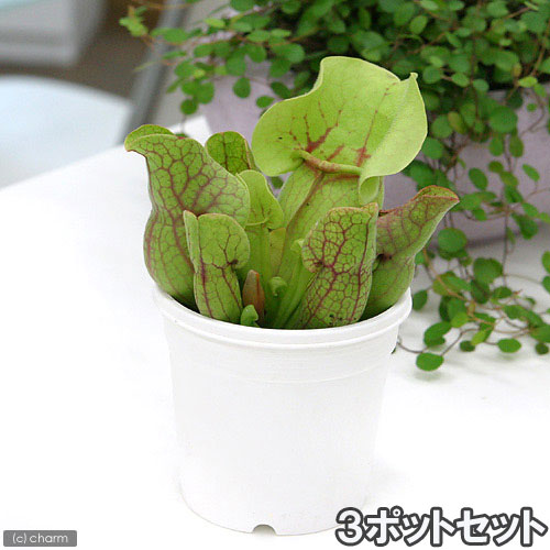 【2本植え】食虫植物 ネペンテス・ビーチ バリオ ウツボカズラ チャーム（ペット） （食虫植物）一点物 ウツボカズラ
