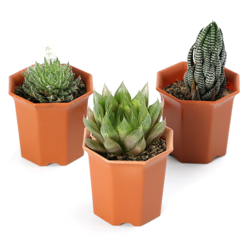 楽天市場】（多肉植物）ハオルチア 品種おまかせ 3号（1鉢） : charm