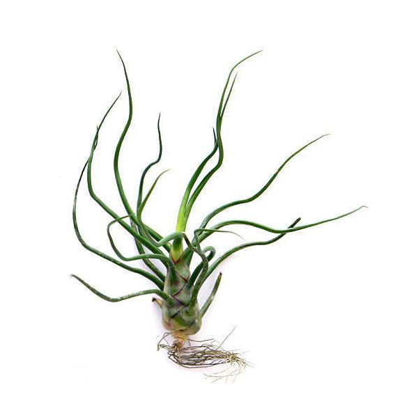 楽天市場 観葉植物 エアープランツ ティランジア ブルボーサ ｌサイズ １株 Charm 楽天市場店