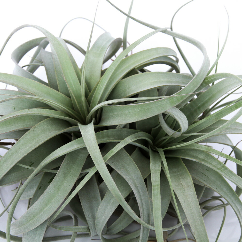 楽天市場】（観葉植物）エアープランツ チランジア
