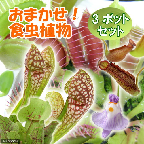 食虫植物　お知らせ用 74859-1.jpg