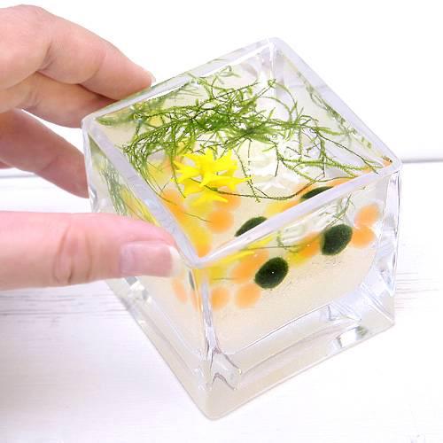 楽天市場 マリモのごはん付き マリモ育成キット 養殖マリモ２個 青 水草 植物 アクアリウム 北海道 雑貨 お土産 おみやげ 小物 セット 販売 説明書 グッズ アイテム 毬藻 阿寒湖みやげ 阿寒湖 きりり